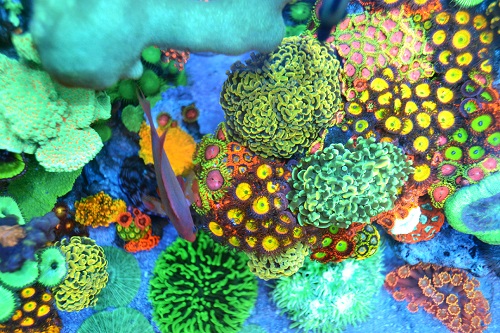 coral picture
