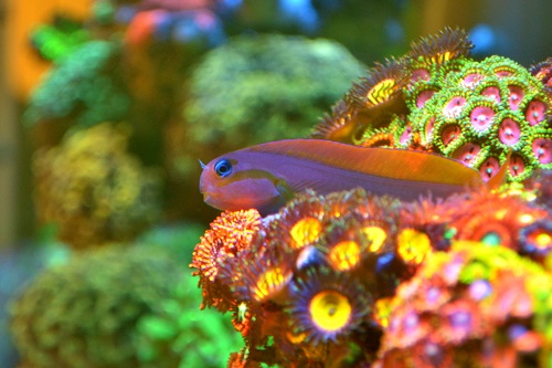 coral picture