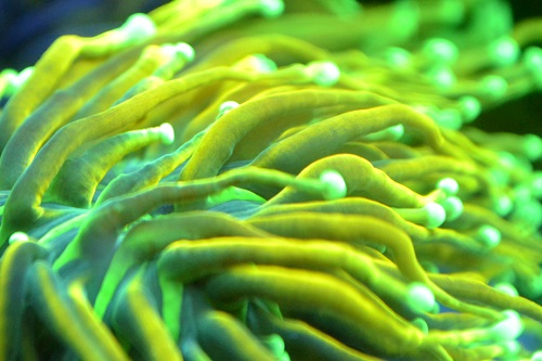 coral picture