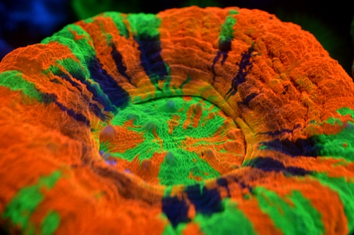 coral picture