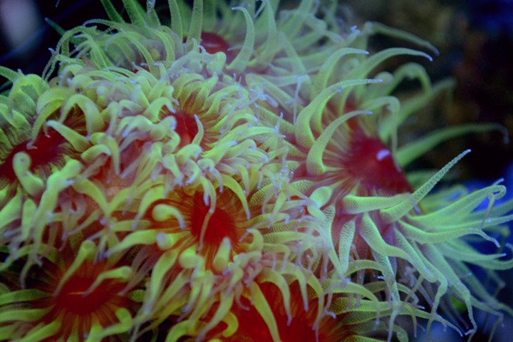 coral image