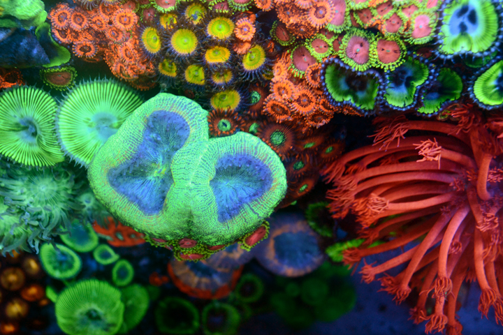 coral image